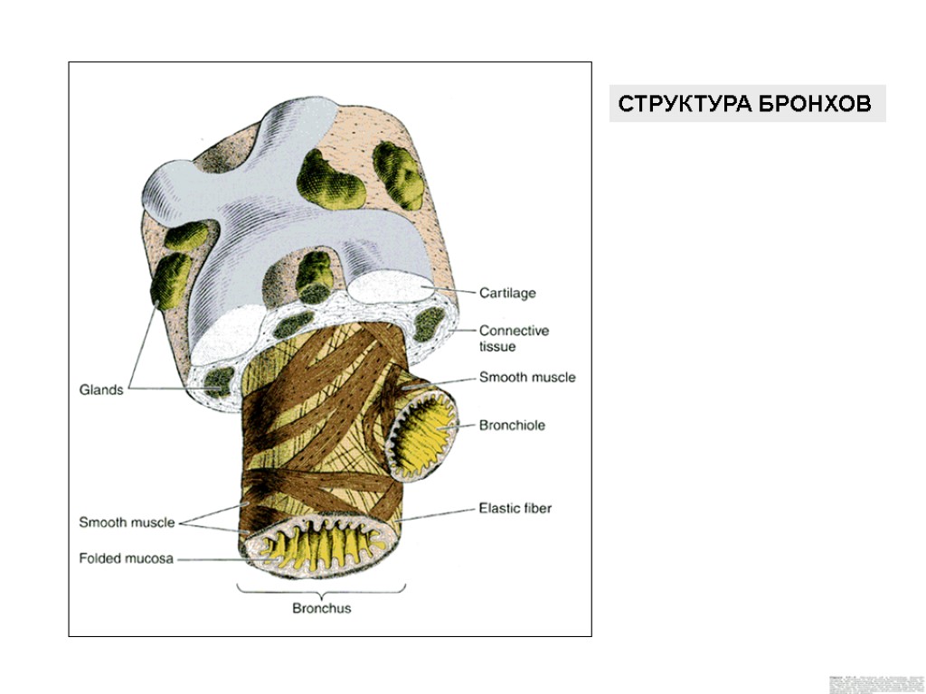 СТРУКТУРА БРОНХОВ